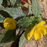 whatsapp image 2025 10 02 at 4.45.39 pm 3.jpeg