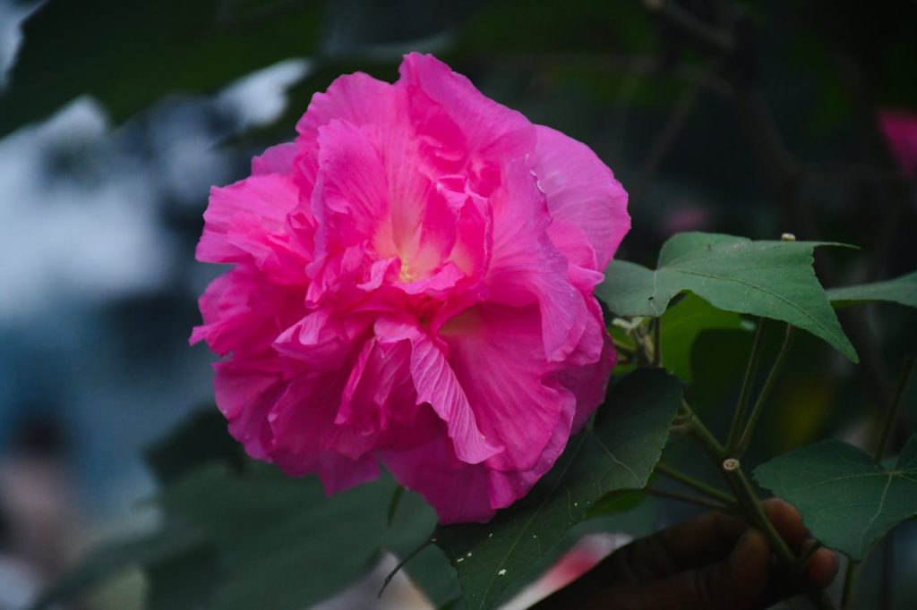 pexels photo 34259528.jpeg